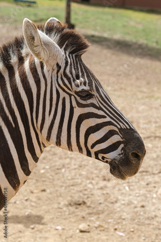 captive zebras posing against background