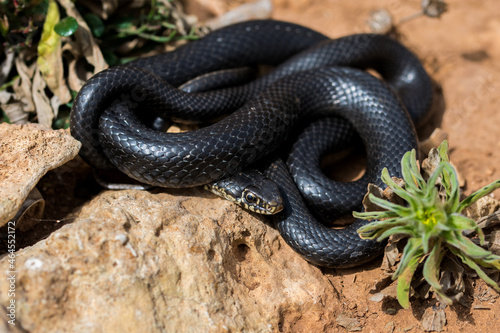 Black western whip snake, Hierophis viridiflavus, basking in the sun on a rocky cliff in Malta photo