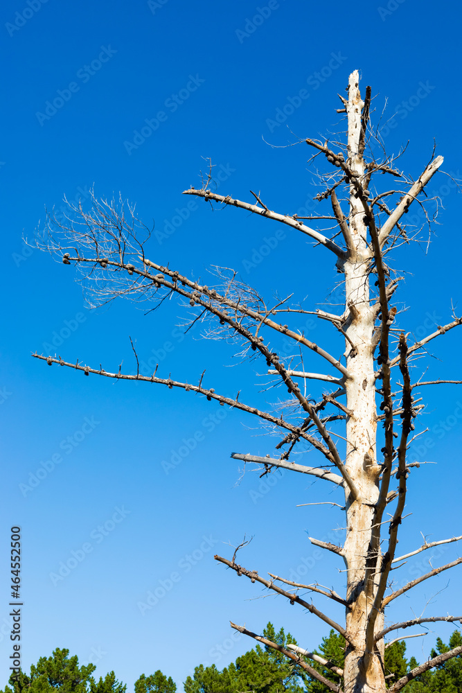 Dead tree-trunk and branches in a Pine Forest Plantation Dead tree-trunk and branches in a Pine Forest Plantation