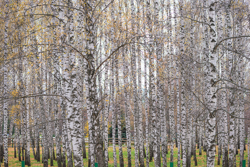 Beautiful natural background of birch trunks on sunny autumn day