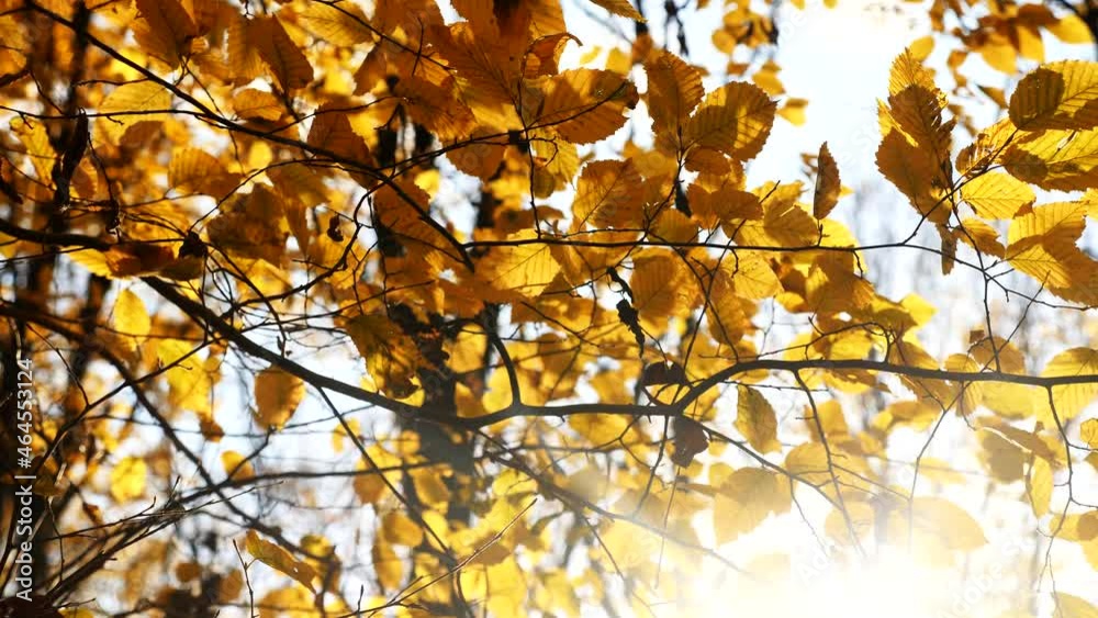 Autumn forest. The leaves of the trees turn yellow in the park. Warm October.