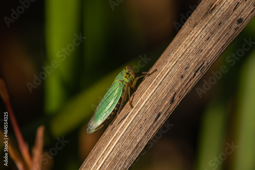 Cicadelle verte photo