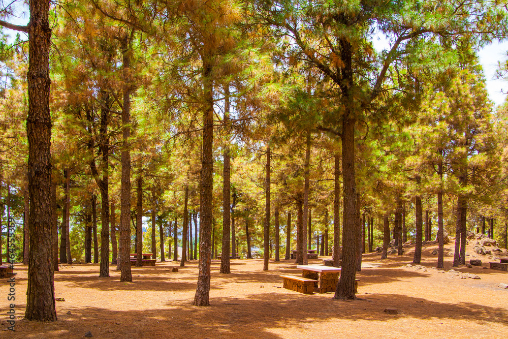 Naklejka premium Pine forest in Gran Canaria