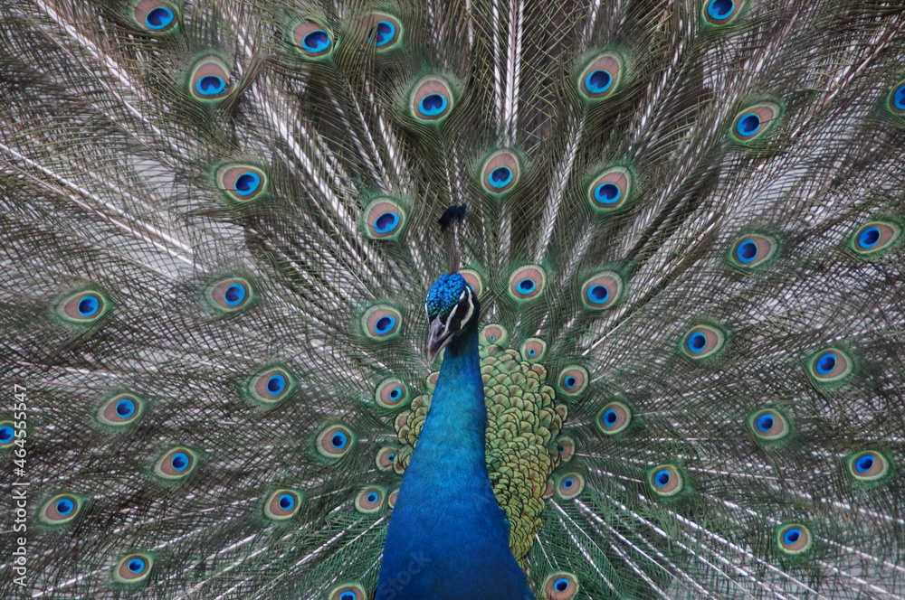 Fototapeta premium A beautiful peacock in captivity