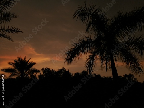 Palm trees with sunset