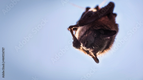 Fototapeta Naklejka Na Ścianę i Meble -  hanging bat