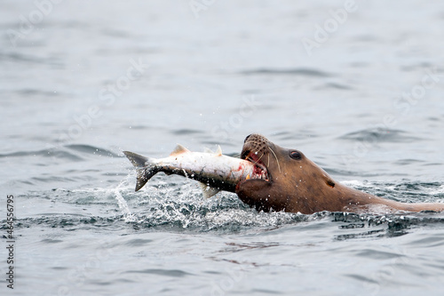 Closeup shot of a Stellar sea lion eating a salmon in Johnstone Strait, Vancouver Island, Canada photo