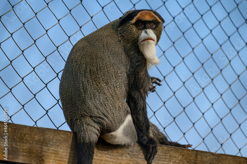 De Brazza monkey Cercopithecus zanectus from Africa in captivity, isolated moth in a zoo. photo