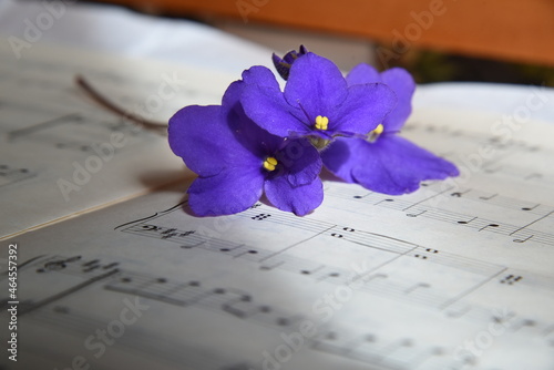 Violet flower and paper of piano notes romantic composition with stave