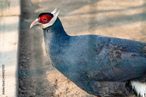 Eared blue pheasant close up, pheasant in a cage, ornithology and zoo. photo