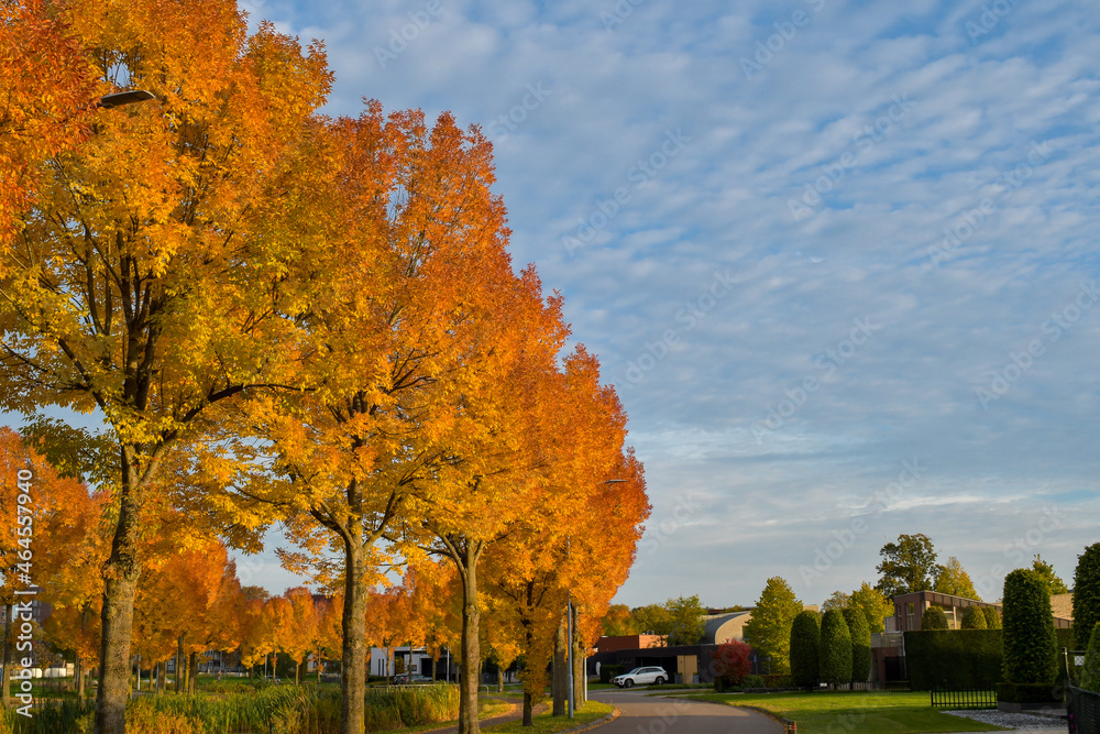 Colorfull scenery with trees and a quitte road in oktober, photo made 18-10-2021 in Weert the Netherlands Colorfull scenery with trees and a quitte road in oktober, photo made 18-10-2021 in Weert the Netherlands