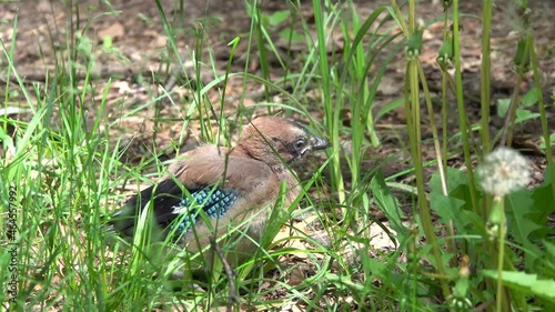 An adult Jay chick fell out of the nest and sits in the grass