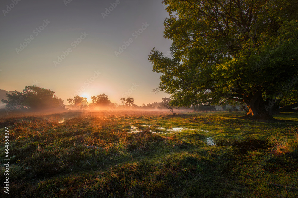 buurserzand Swamp in the morning 1