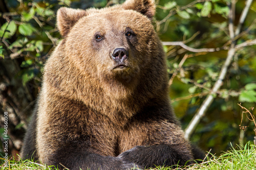 Wallpaper Mural Wild bear in Romania Torontodigital.ca