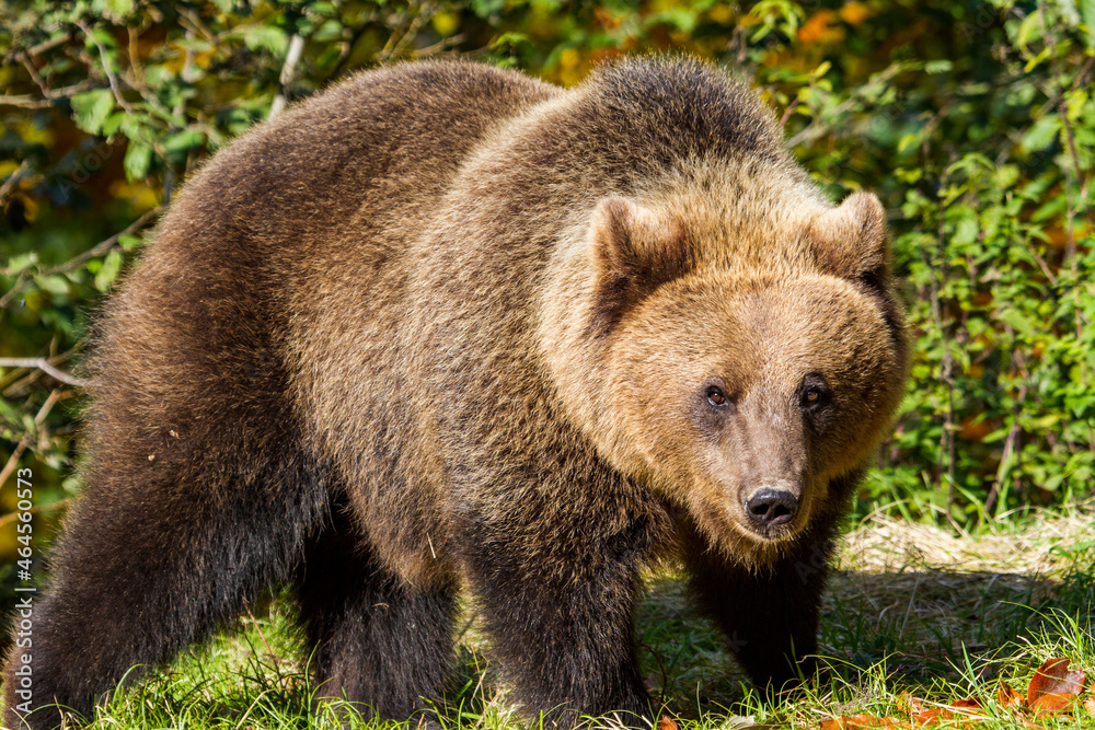 Wild bear in Romania Wild bear in Romania