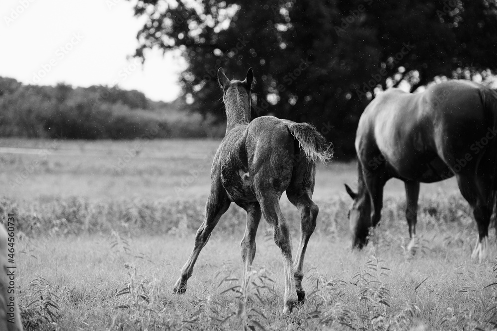 Fototapeta premium Foal horse running through pasture with horses in field on rainy day in black and white.