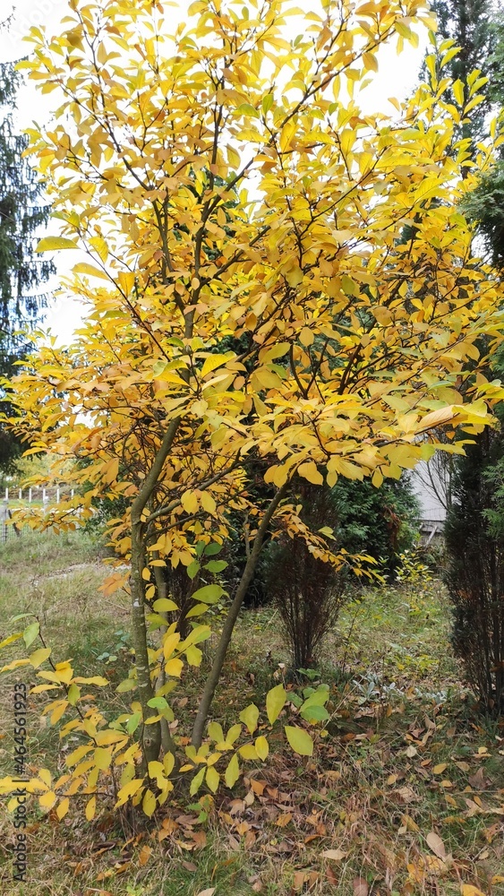 Fototapeta premium Autumn leaves. Yellow leaves on the tree. Beautiful autumn leaves.