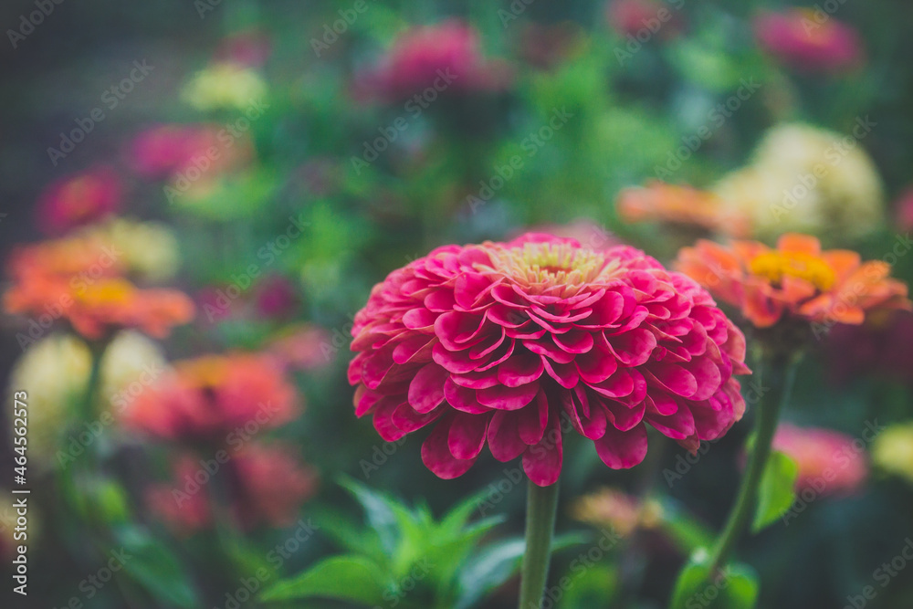 red dahlia flower