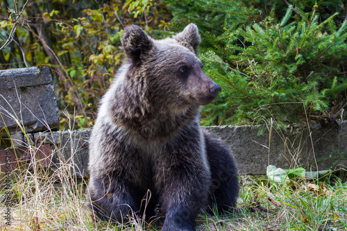 Young bear in Romania