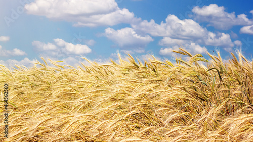 Wheat field in the rays of the summer sun, closeup, bountiful harvest concept. Rural scenery