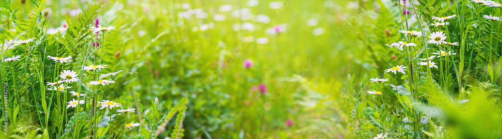 Summer landscape, banner - blooming plants in the summer meadow on a sunny day. Horizontal background with copy space for text Summer landscape, banner - blooming plants in the summer meadow on a sunny day. Horizontal background with copy space for text
