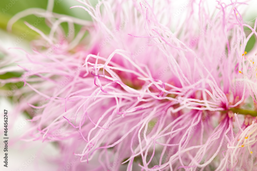 Closeup of religious flower of prosopis cineraria, also known as Ghaf or shami, isolated over white Closeup of religious flower of prosopis cineraria, also known as Ghaf or shami, isolated over white