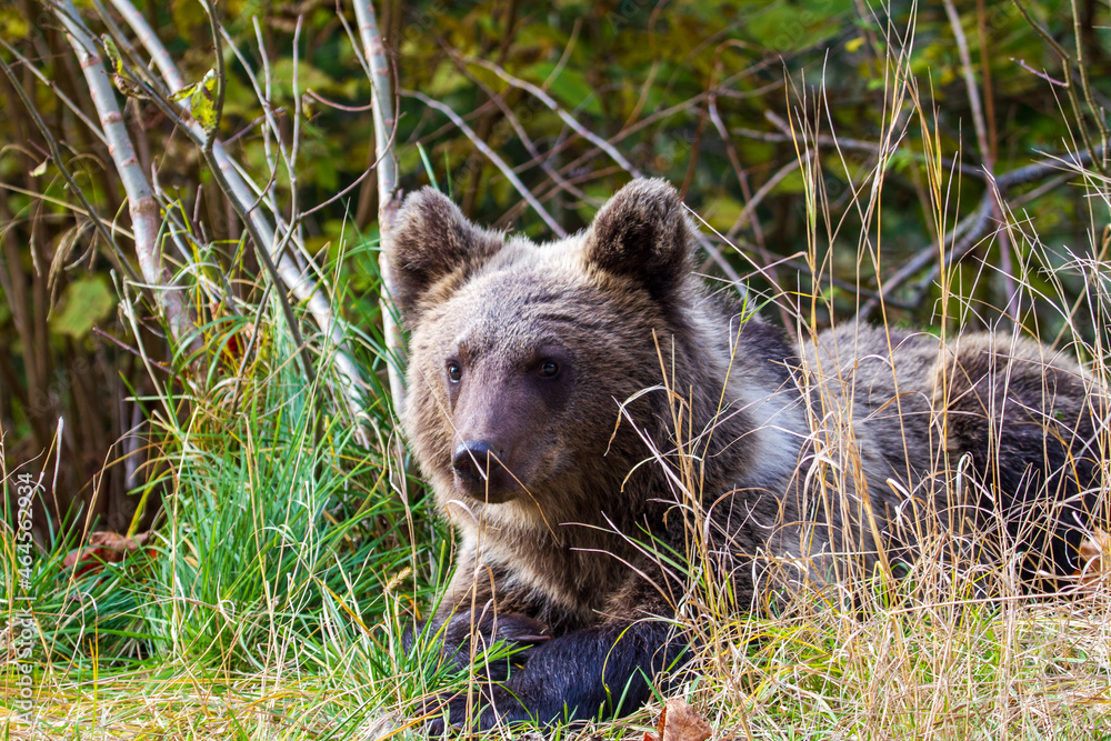 Fototapeta premium Young wild bear in Romania