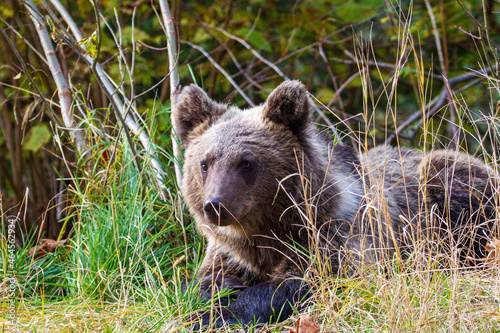 Young wild bear in Romania