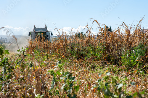 Photograph of combine harvester harvesting corn in the field with vision of the ears entering and leaving the machine