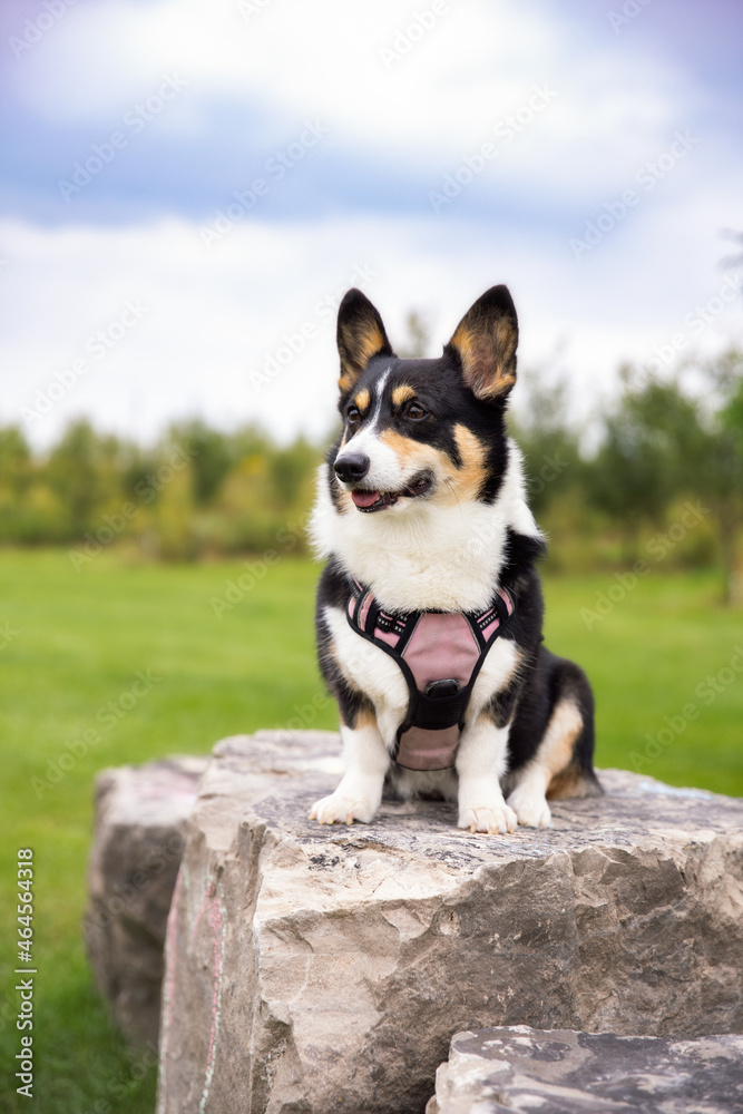 Happy tri colored Pembroke Welsh corgi sitting outside in a beautiful field. 