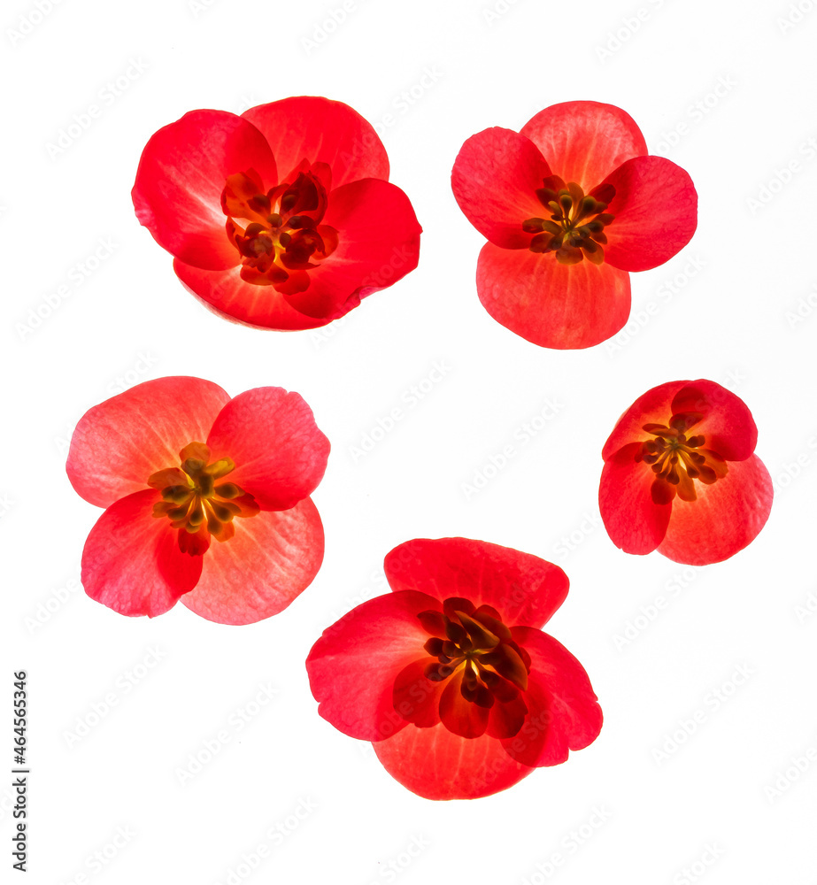 red begonia flowers on the white background red begonia flowers on the white background