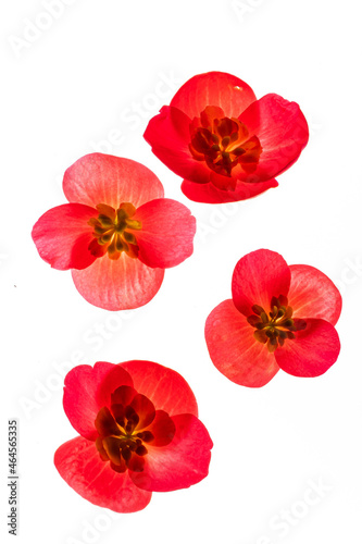 red begonia flowers on the white background
