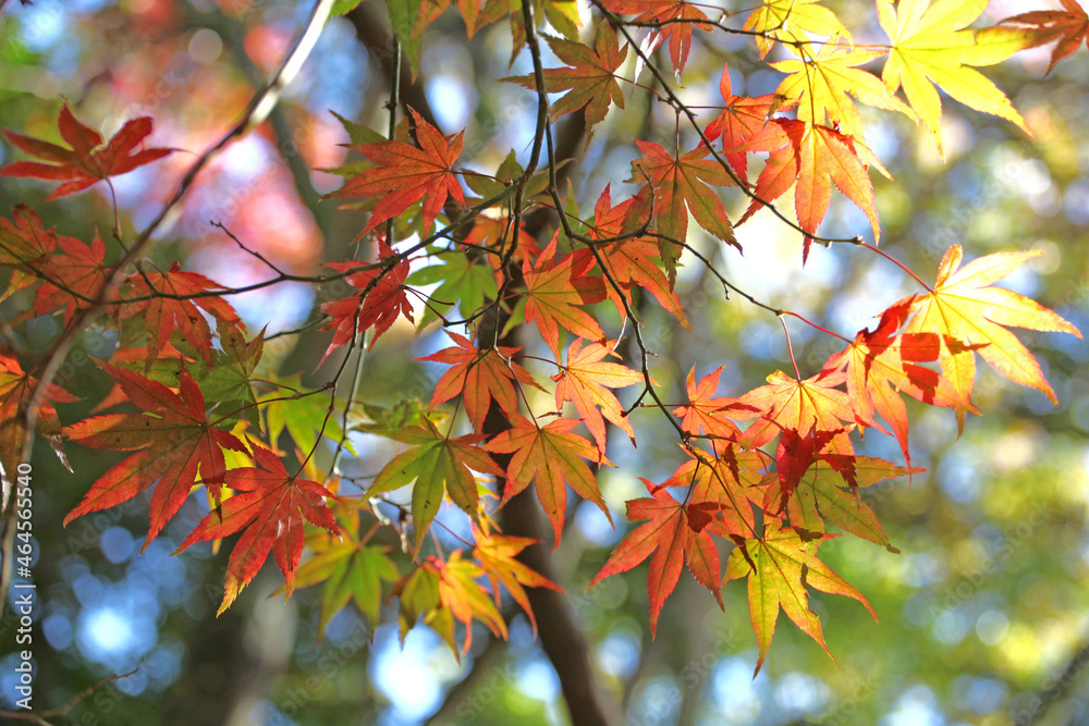 Colourful autumn leaves of the Japanese maple. Colourful autumn leaves of the Japanese maple.