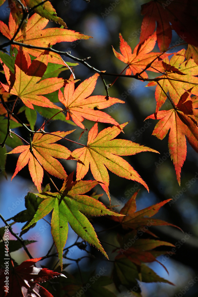Colourful autumn leaves of the Japanese maple. Colourful autumn leaves of the Japanese maple.