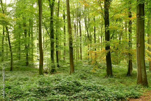 Lyons la Foret, France - november 1 2017 : forest photo