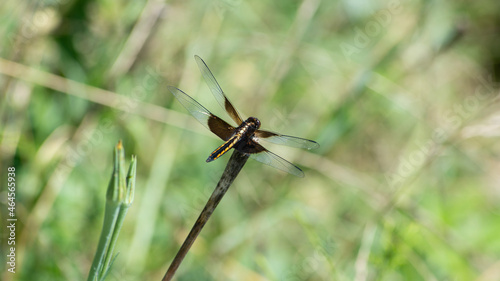 Dragonfly resting on twig
