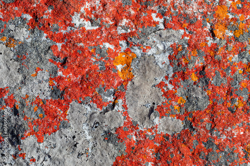 Macro texture of orange red lichen moss growing on mountain rock.