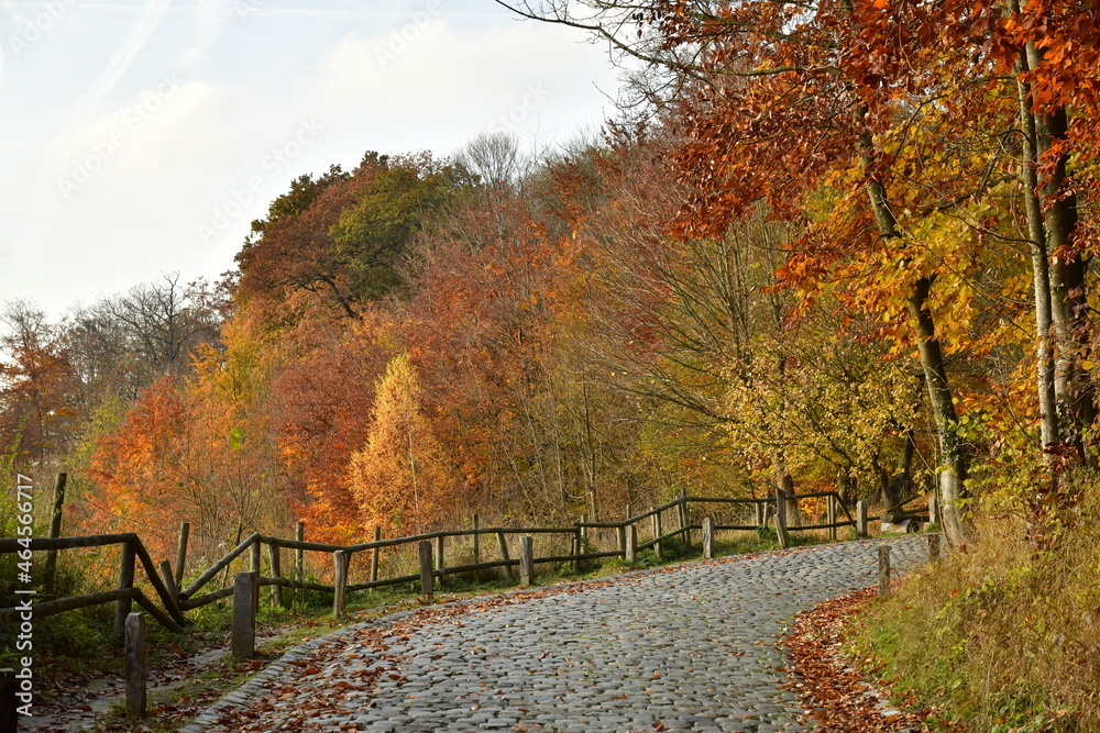Route à pavés à flanc de colline en face des feuillages rouges en forêt de Soignes au sud-est de Bruxelles (Auderghem)