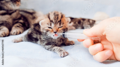 Artificial feeding of kittens. The kitten drinks milk from the nipple.