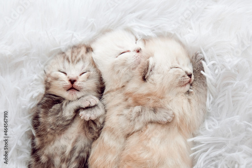 Kittens isolated on a white fluffy blanket. Scottish kitten in the first month of life. Kittens sleep in a row on a fluffy blanket.