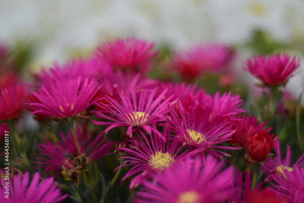 flowers in the garden flowers in the garden