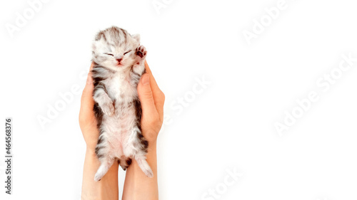 Kitten isolated on a white background lies in the hands. The kitten lies on the arm upside down.