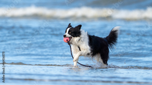 border collie playing with ball toy at the beach. Dog playing at the beach at summer time