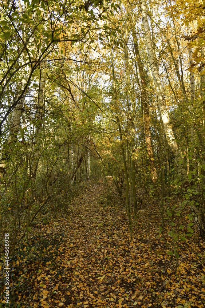 Obraz premium La végétation en automne en pleine forêt de Soignes à Auderghem 