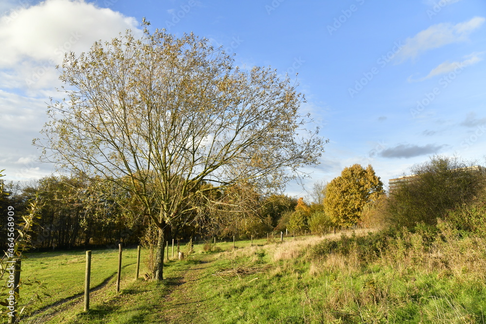 Les prairies sauvage de l'Hof Ter Musschen à Woluwé-St-Lambert en automne