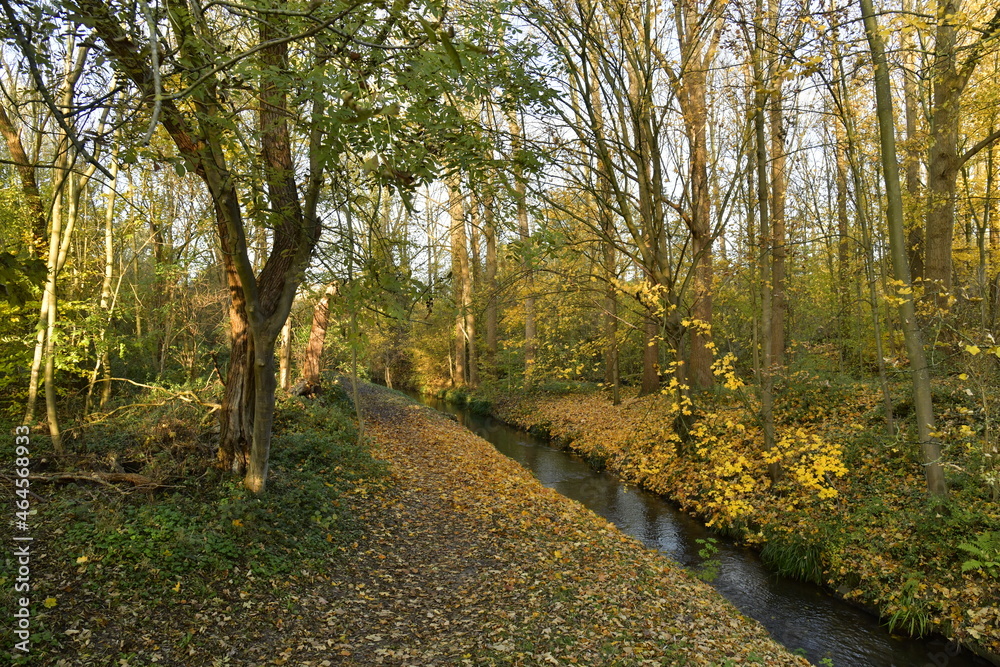 Fototapeta premium Le bois longeant le ruisseau la Woluwe en automne en fin de journée à Woluwe-St-Lambert à l'est de Bruxelles