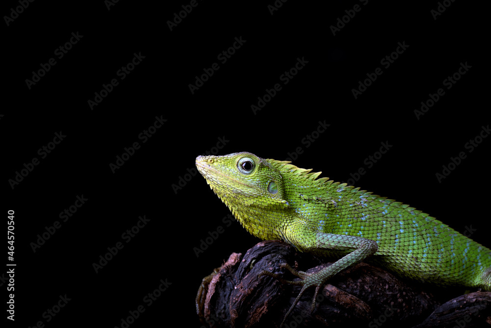 Maned forest lizard in black background Maned forest lizard in black background