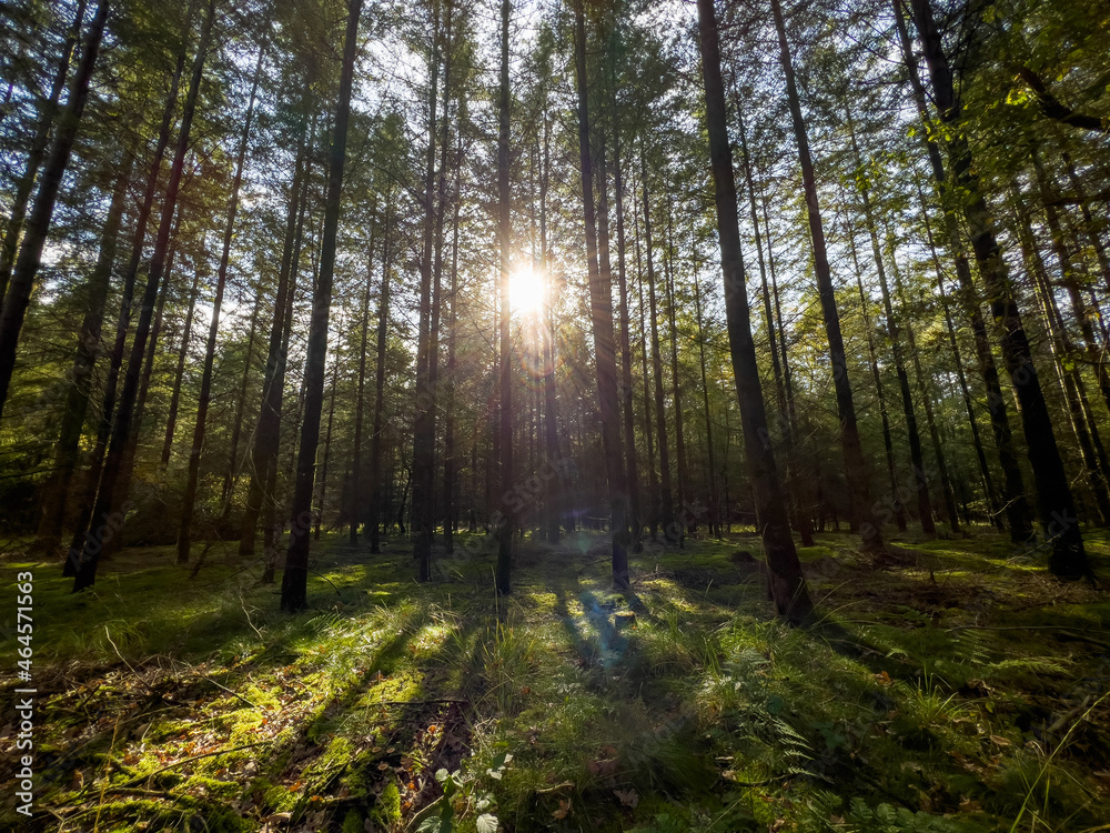 Fototapeta premium Trees with Lens-flare