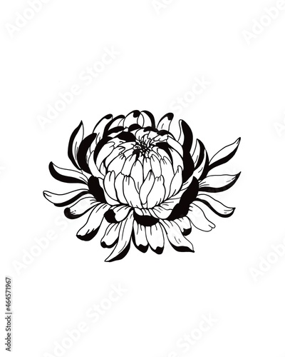 Detailed sketch of a flower chrysanthemum close-up on a white background. chr...