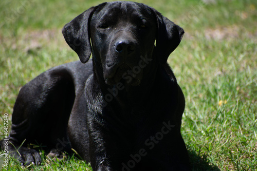 black labrador retriever © federico